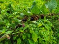 Atropa belladonna. Fruits of belladonna, banewort or deadly nightshade. Royalty Free Stock Photo