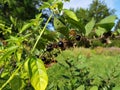 Atropa belladonna. Fruits of belladonna, banewort or deadly nightshade. Royalty Free Stock Photo