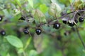 Atropa belladonna. Fruits of belladonna, banewort or deadly nightshade. Royalty Free Stock Photo