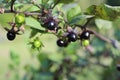 Atropa belladonna. Fruits of belladonna, banewort or deadly nightshade. Royalty Free Stock Photo