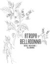 Atropa belladonna plant contour vector illustration