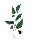 Atropa belladonna plant