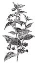 Atropa Belladonna vintage illustration