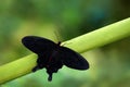 Atrophaneura semperi, species of butterfly from the family Papilionidae that is found in Indonesia, Malaysia, and the