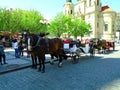 Attached horses at Prague`s Old Town Square