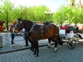 Attached horses at Prague`s Old Town Square