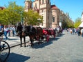 Attached horses at Prague`s Old Town Square