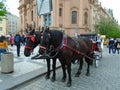 Attached horses at Prague`s Old Town Square