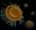 The attachment of specific antibodies to the surface of the liposomes Royalty Free Stock Photo