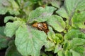 Attack of colorado bugs on the potato bush