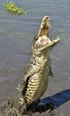Attack crocodile. Cuban Crocodile (crocodylus rhombifer).