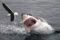 Attack great white shark