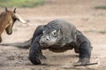 Attack of a Komodo dragon. The dragon running on sand. The Running Komodo dragon ( Varanus komodoensis ) . Royalty Free Stock Photo