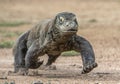 Attack of a Komodo dragon. The dragon running on sand. The Running Komodo dragon ( Varanus komodoensis ) . Royalty Free Stock Photo