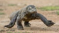 Attack of a Komodo dragon. The dragon running on sand. The Running Komodo dragon ( Varanus komodoensis ) .