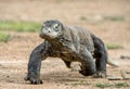 Attack of a Komodo dragon. The dragon running on sand. The Running Komodo dragon ( Varanus komodoensis ) . Royalty Free Stock Photo