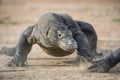 Attack of a Komodo dragon. The dragon running on sand. The Running Komodo dragon ( Varanus komodoensis ) . Royalty Free Stock Photo