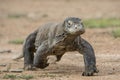 Attack of a Komodo dragon. The dragon running on sand. The Running Komodo dragon ( Varanus komodoensis ) . Royalty Free Stock Photo