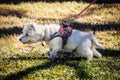 Attack terrier - White Westie dog pulls on harness as hard as he can trying to get to another dog - standing on dried winter grass Royalty Free Stock Photo