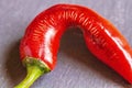 Attacked red pepper by a plant pathogen Royalty Free Stock Photo