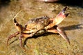Attacking crab Royalty Free Stock Photo