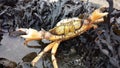 Attacking crab Royalty Free Stock Photo