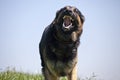 Attacking dog. Aggressive german shepard dog run close with opened mouth and show teeth frontal Royalty Free Stock Photo