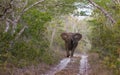 Attacking female adult Elephant Royalty Free Stock Photo