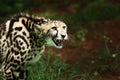 Attacking King Cheetah Royalty Free Stock Photo