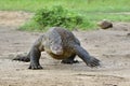 Attacking Komodo dragon Varanus komodoensis. Dragon running on sand. Royalty Free Stock Photo