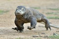 Attacking Komodo dragon Varanus komodoensis. Dragon running on sand. Indonesia. Is