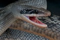 Attacking rat snake Royalty Free Stock Photo