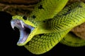 Attacking snake / Great lakes viper / Atheris nitschei Royalty Free Stock Photo