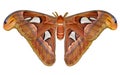 Attacus