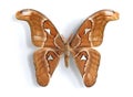 Attacus atlas