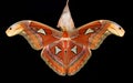 Attacus atlas Royalty Free Stock Photo