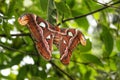 Attacus atlas or the Atlas moth Royalty Free Stock Photo