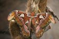 Attacus atlas (Atlas moth), a large saturniid Royalty Free Stock Photo