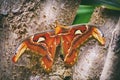 Attacus atlas Atlas moth at Tree Royalty Free Stock Photo
