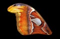 Attacus atlas. Atlas moth. Wing of colorful tropical Atlas butterfly isolated on black Royalty Free Stock Photo