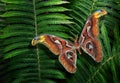 Attacus atlas. Atlas moth. Wings of colorful tropical Atlas butterfly close up Royalty Free Stock Photo