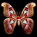 Attacus atlas butterfly isolated on black background. Insects in nature. AI generated