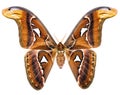 Attacus Atlas giant moth of Indonesia