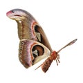 Attacus Atlas Large Saturniid Moth Flying Pose Isolated on White Background 3D Illustration Royalty Free Stock Photo