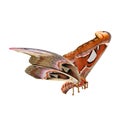 Attacus Atlas Large Saturniid Moth Flying Pose Isolated on White Background 3D Illustration Royalty Free Stock Photo