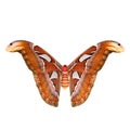 Attacus Atlas Large Saturniid Moth Flying Pose Isolated on White Background 3D Illustration Royalty Free Stock Photo