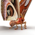 Attacus Atlas Large Saturniid Moth Sitting Pose Isolated on White Background 3D Illustration Royalty Free Stock Photo