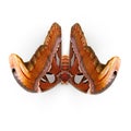 Attacus Atlas Large Saturniid Moth Sitting Pose Isolated on White Background 3D Illustration Royalty Free Stock Photo