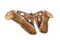 Attacus atlas moth Royalty Free Stock Photo