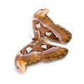 Attacus atlas moth Royalty Free Stock Photo